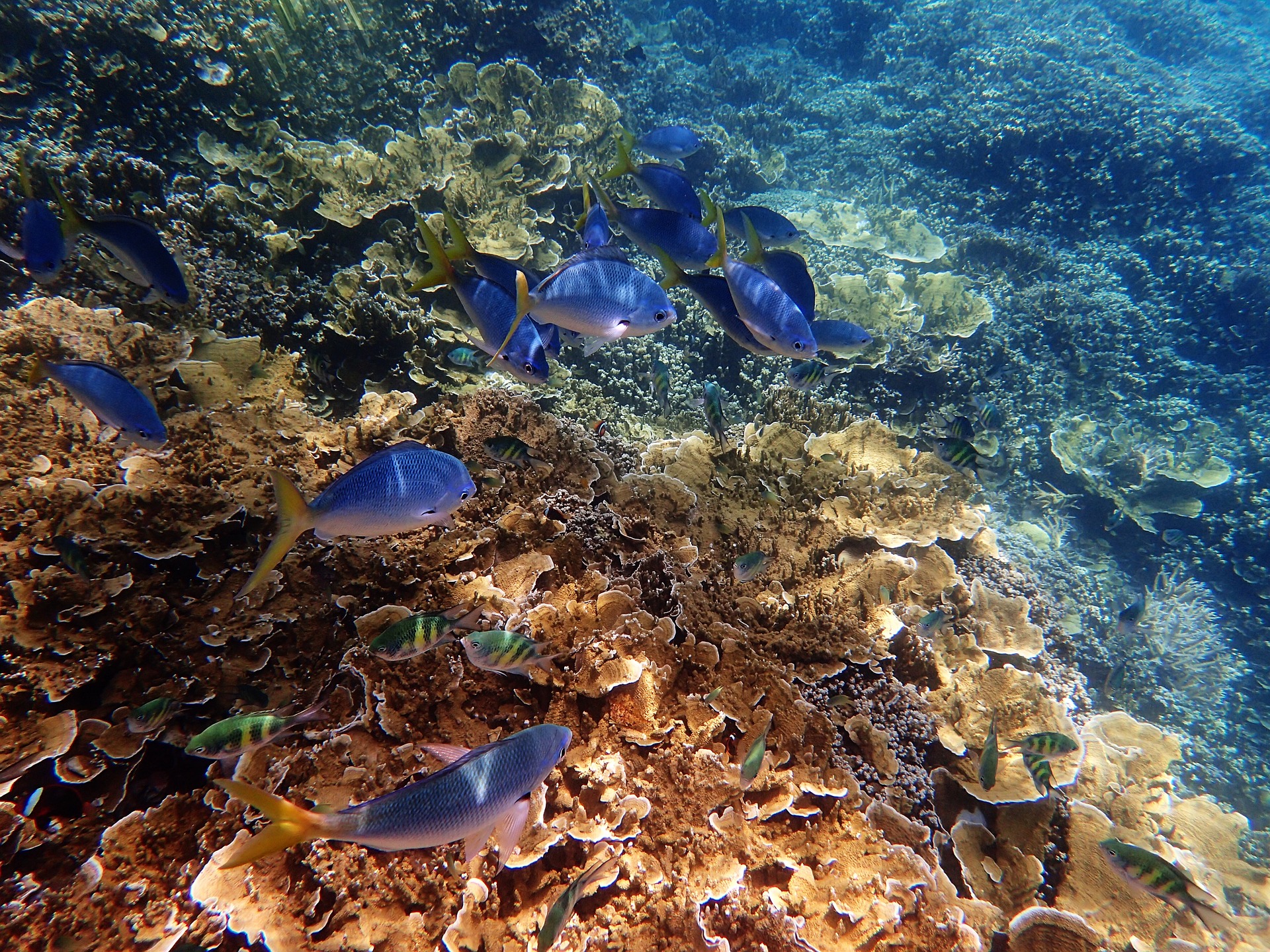 Nikmati Serunya Menjelajah The Great Barrier Reef Australia