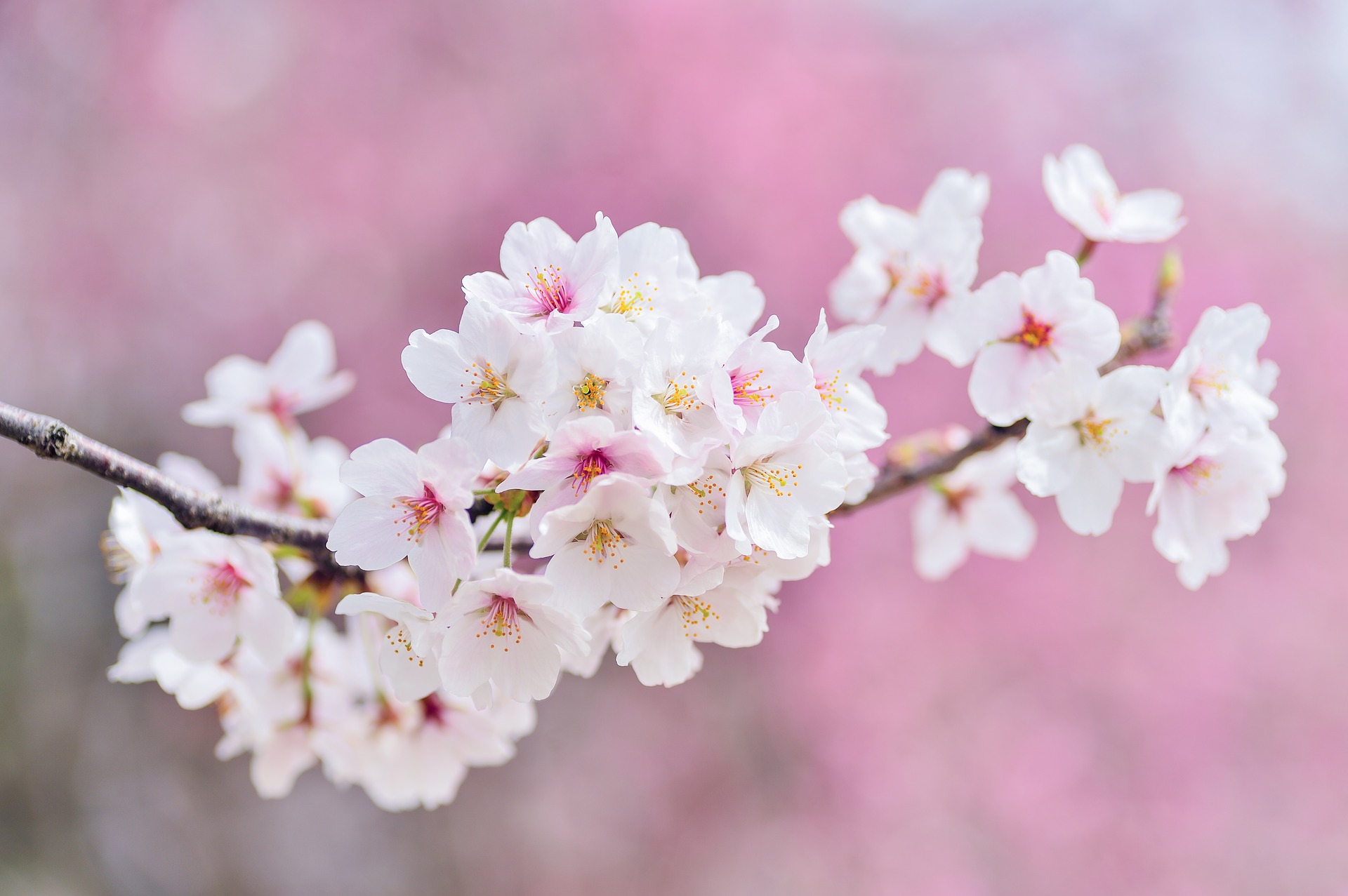 Jenis-Jenis Bunga Sakura Di Jepang yang Terkenal Cantik