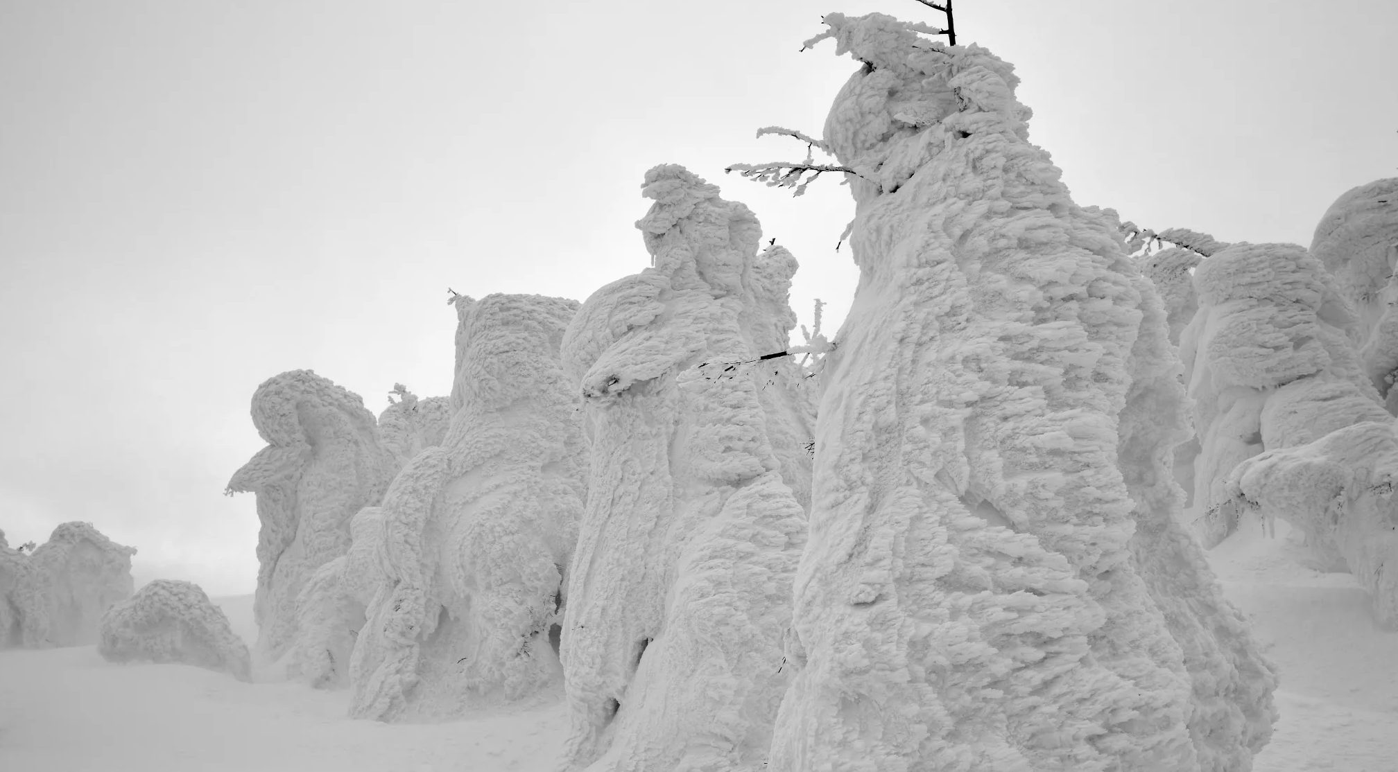 Zao Snow Monsters Festival (Yamagata)